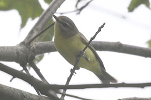 Philadelphia Vireo - 9/2/20, South Williamsport Park © Bobby Brown