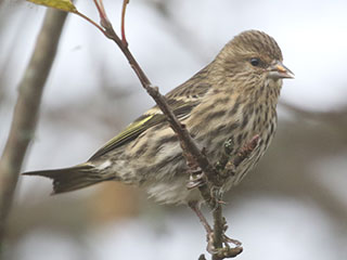 Pine Siskin - 10/24/20, Rose Valley Lake © Bobby Brown