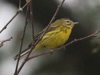 Prairie Warbler - 8/29/20, Rose Valley Lake © Bobby Brown