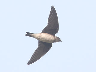 Purple Martin - 9/16/20, Rose Valley Lake © Bobby Brown