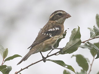 Rose-breasted Grosbeak - 9/10/20, Rose Valley Lake © Bobby Brown