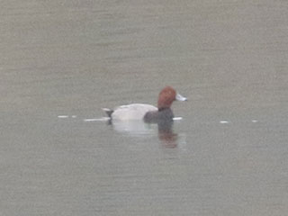 Redhead - 11/21/20, Williamsport Dam © Bobby Brown
