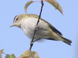 Red-eyed Vireo - 8/16/20, Rose Valley Lake © Bobby Brown
