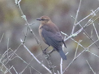Rusty Blackbird - 10/4/20, SGL 252 © Bobby Brown