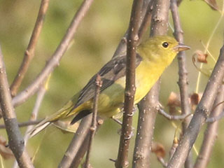Scarlet Tanager - 10/6/20, Canfield Island © Bobby Brown
