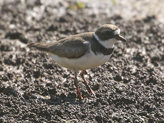 Semipalmated Plover - 8/9/20, Williamsport Dam © Bobby Brown