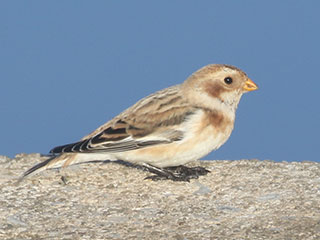 Snow Bunting - 11/7/20, Rose Valley Lake © Bobby Brown