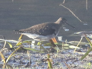 Solitary Sandpiper - 11/8/20, Rose Valley Lake © Bobby Brown