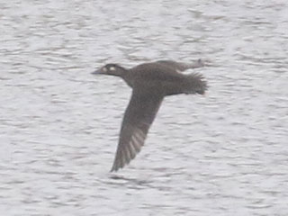 Surf Scoter - 10/26/20, Williamsport Dam © Bobby Brown