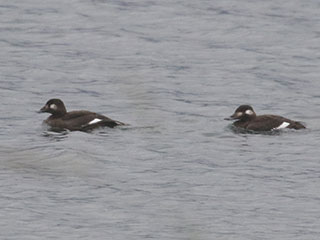 White-winged Scoter - 11/1/20, Rose Valley Lake © Bobby Brown