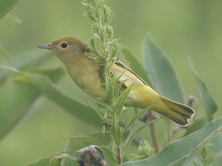 Yellow Warbler - 8/16/20, Rose Valley Lake © Bobby Brown