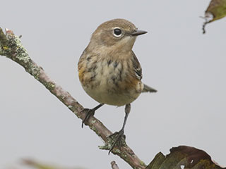 Yellow-rumped Warbler - 9/27/20, SGL 252 © Bobby Brown