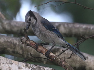 Blue Jay - 7/24/20, Montoursville © Bobby Brown