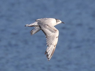 Bonaparte's Gull - 7/12/20, Rose Valley Lake © Bobby Brown