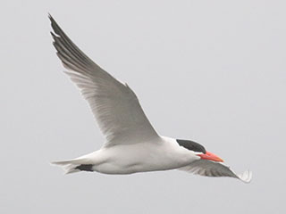 Caspian Tern - 6/27/20, Rose Valley Lake © Bobby Brown