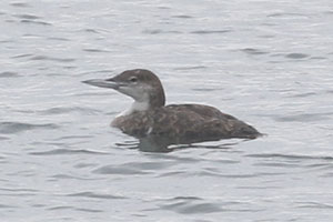 Common Loon - 6/27/20, Williamsport Dam © Bobby Brown