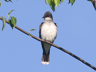 Eastern Kingbird - 6/7/20, Rose Valley Lake © Bobby Brown