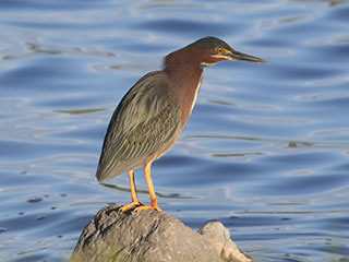 Green Heron - 6/13/20, Rose Valley Lake © Bobby Brown