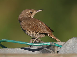 House Wren - 7/19/20, Rose Valley Lake © Bobby Brown
