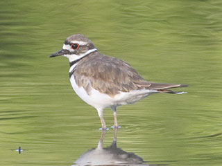 Killdeer - 7/26/20, Mill St. © Bobby Brown