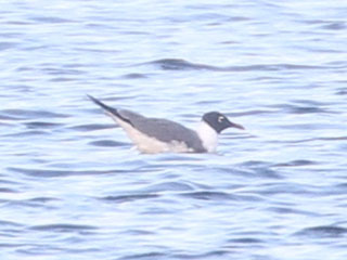 Laughing Gull - 6/11/20, Rose Valley Lake © Bobby Brown