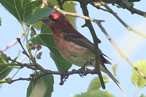 Purple Finch - 6/21/20, Rose Valley Lake © Bobby Brown