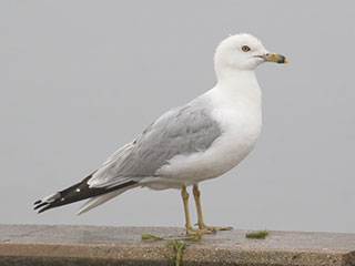 Ring-billed Gull - 6/27/20, Rose Valley Lake © Bobby Brown
