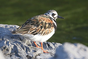 Ruddy Turnstone - 6/1/20, Rose Valley Lake © Bobby Brown