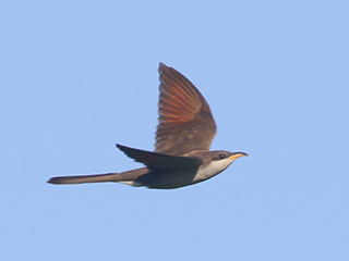 Yellow-billed Cuckoo - 6/21/20, Mill St. © Bobby Brown