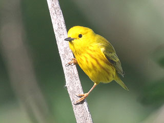 Yellow Warbler - 6/7/20, Rose Valley Lake © Bobby Brown