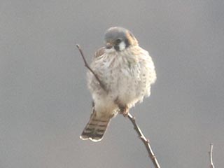 American Kestrel - 1/3/22, Robert Porter Allen Natural Area © Bobby Brown