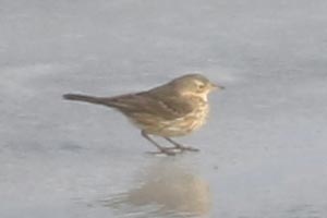 American Pipit - 1/18/22, Williamsport Dam © Bobby Brown