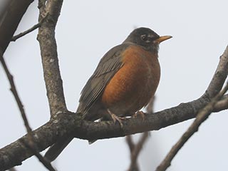 American Robin - 12/9/21, Robert Porter Allen Natural Area © Bobby Brown