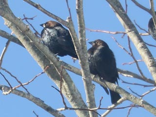 Brown-headed Cowbirds - 1/8/22, Jackson Twp. © Bobby Brown