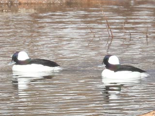 Buffleheads - 2/27/22, Mill St. © Bobby Brown