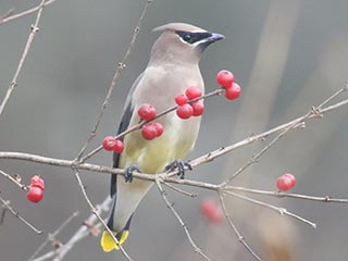 Cedar Waxwing - 12/4/21, Rose Valley Lake © Bobby Brown