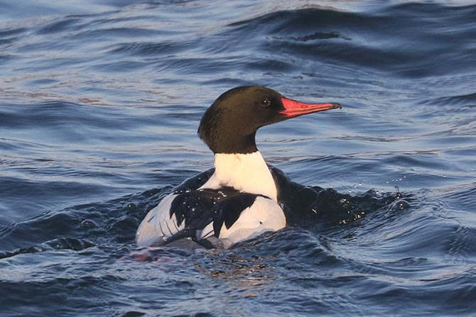 Common Merganser - 1/6/22, Rose Valley Lake © Bobby Brown