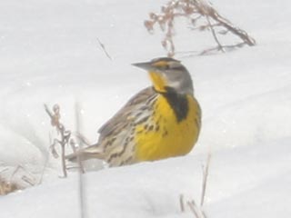 Eastern Meadowlark - 2/6/22, Mill Hill Rd. © Bobby Brown