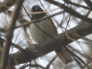 Eastern Towhee - 1/6/22, Lycoming County Conservation Trail © Bobby Brown