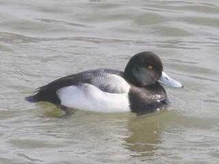Greater Scaup - 2/7/22, Williamsport Dam © Bobby Brown