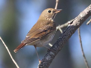 Hermit Thrush - 12/17/21, Williamsport Water Authority © Bobby Brown