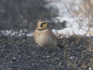 Horned Lark - 1/7/22, Nisbet © Bobby Brown