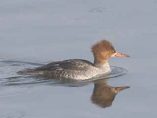 Hooded x Common Merganser (hybrid) - 1/30/22, Williamsport Dam © Bobby Brown
