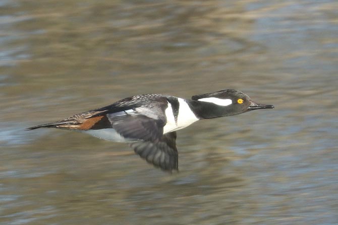 Hooded Merganser - 2/27/22, Mill St. © Bobby Brown