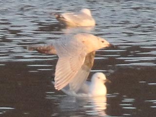 Iceland Gull - 2/28/22, Williamsport Dam © Bobby Brown
