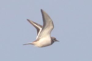 Killdeer - 1/6/22, Rose Valley Lake © Bobby Brown