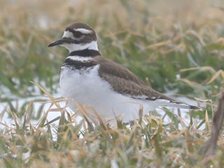 Killdeer - 2/26/22, Nisbet © Bobby Brown