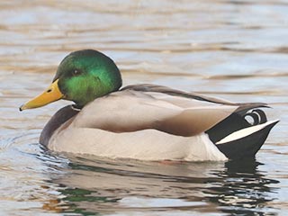 Mallard - 1/4/22, Indian Park © Bobby Brown
