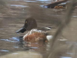 Northern Shoveler - 2/19/22, Hughesville © Bobby Brown