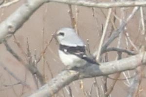 Northern Shrike - 2/12/22, Lime Bluff Recreation Center © Bobby Brown